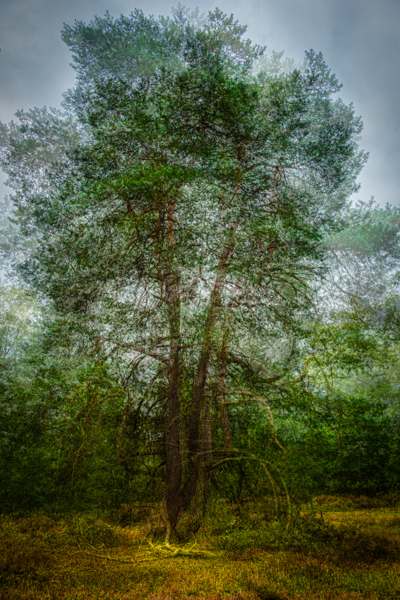 Baum