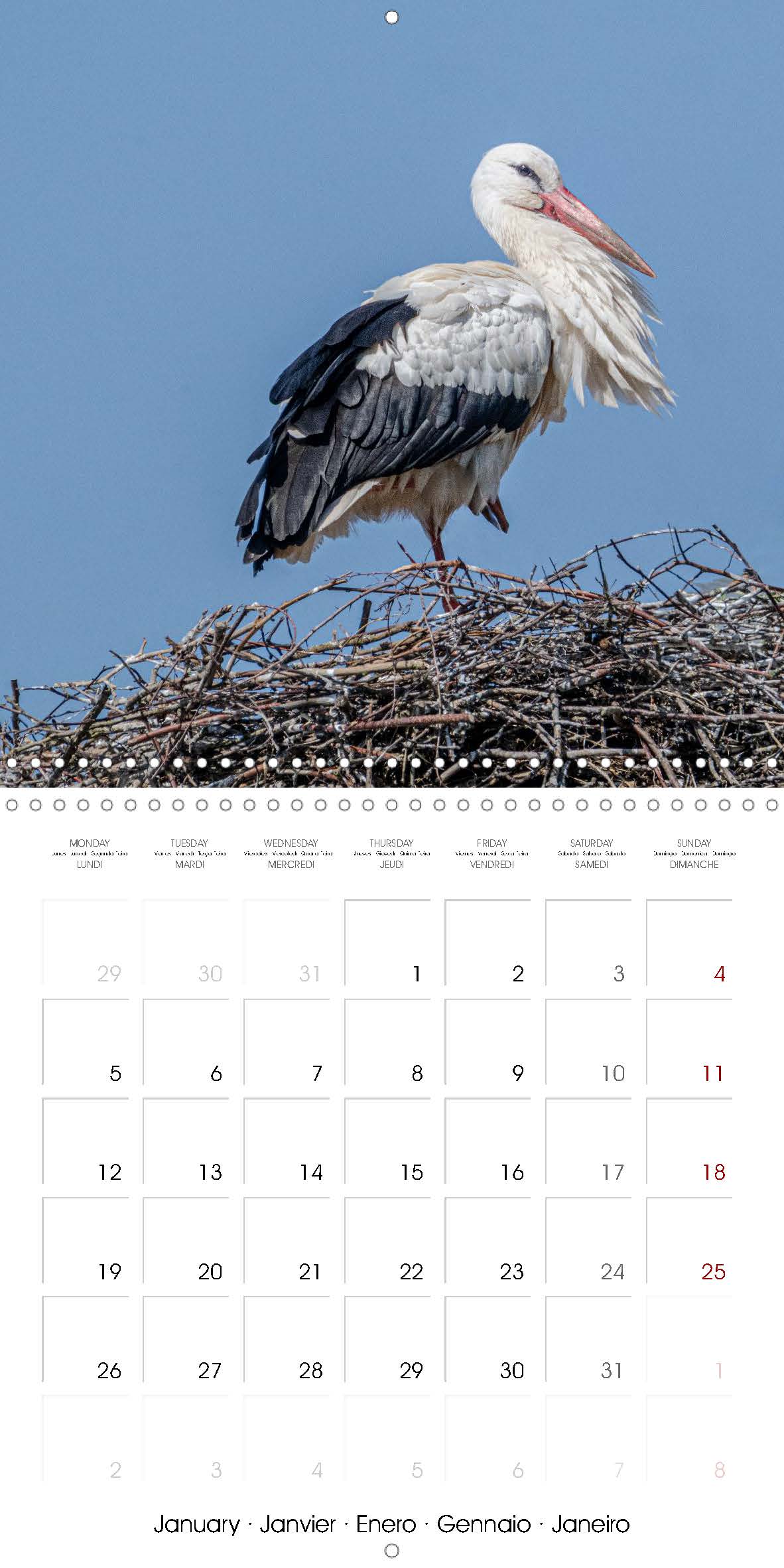 Stork