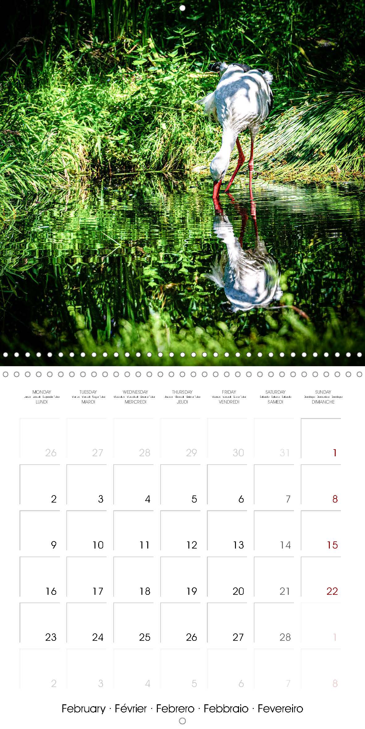 Stork