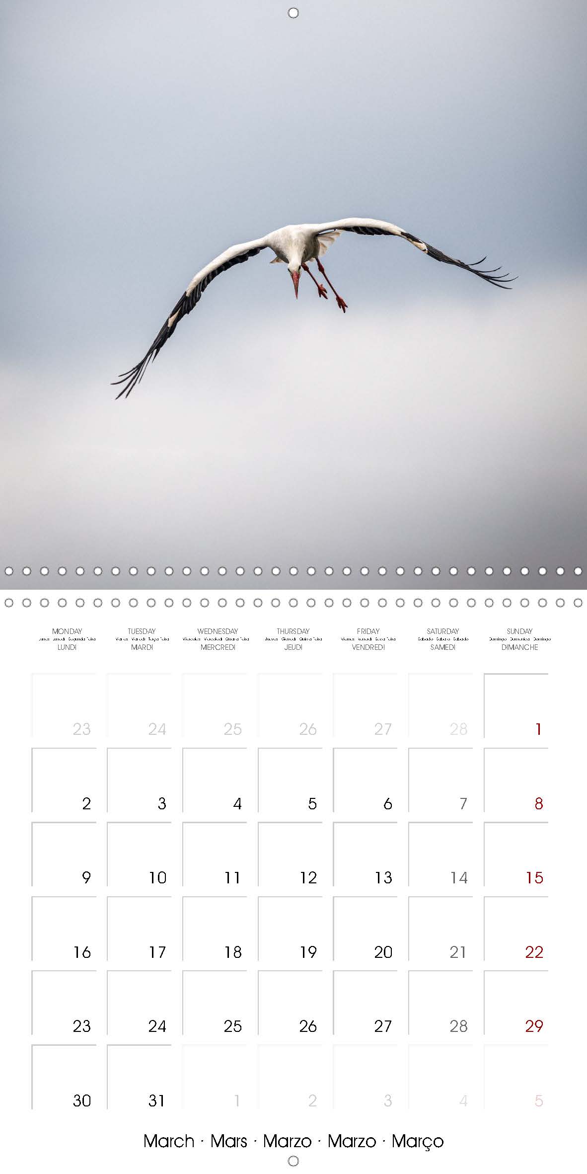 Stork