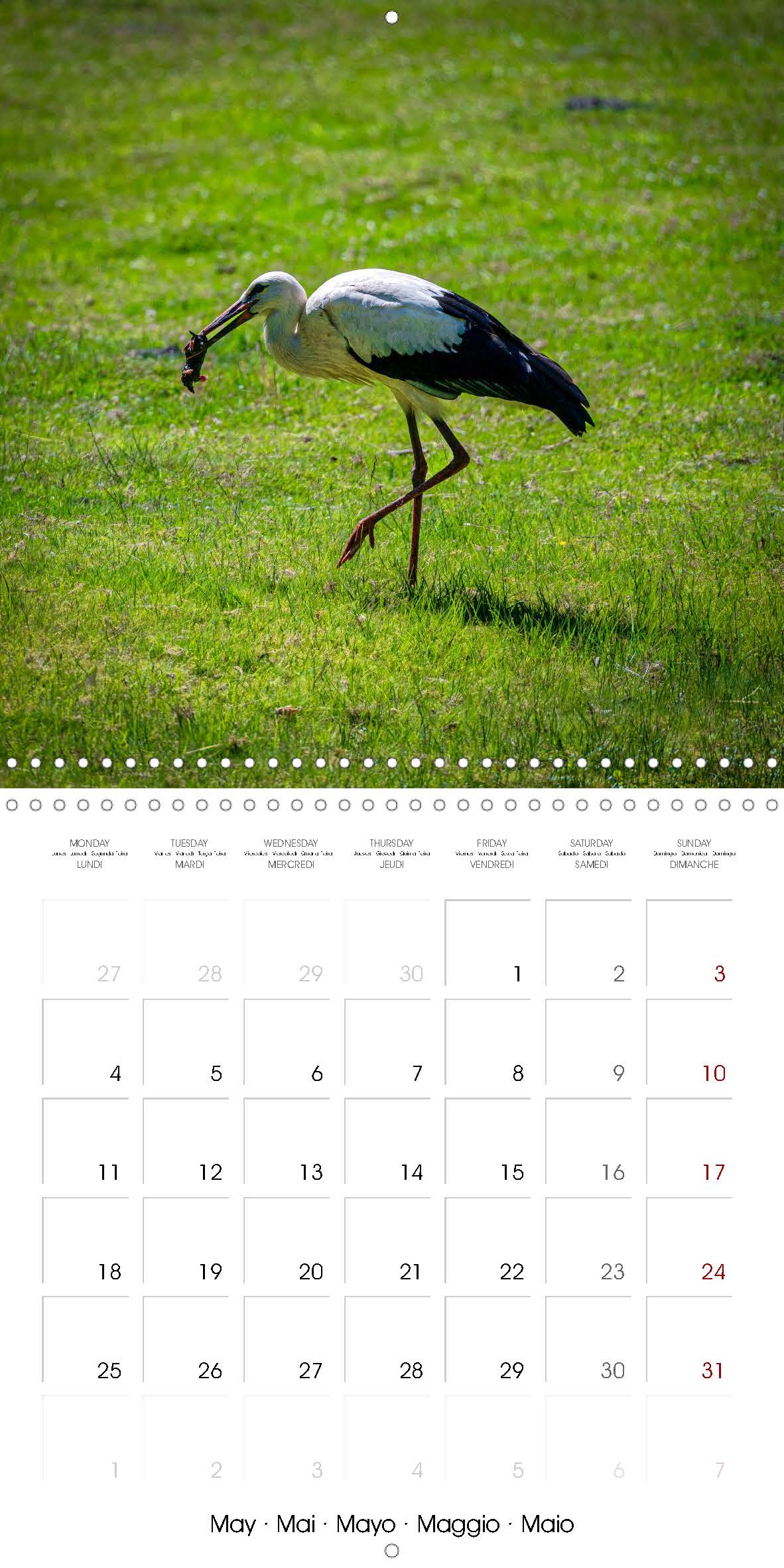 Stork