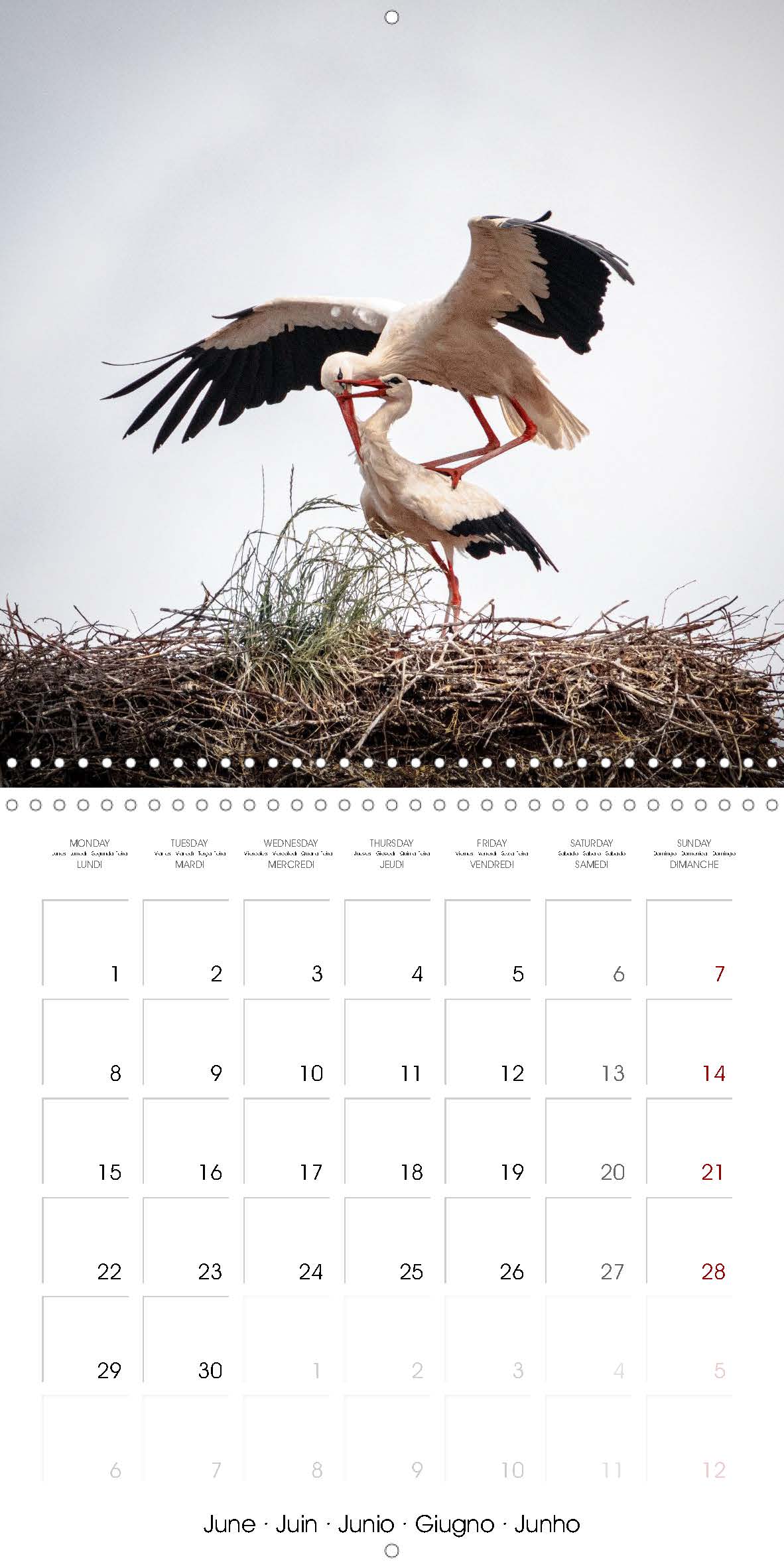 Stork