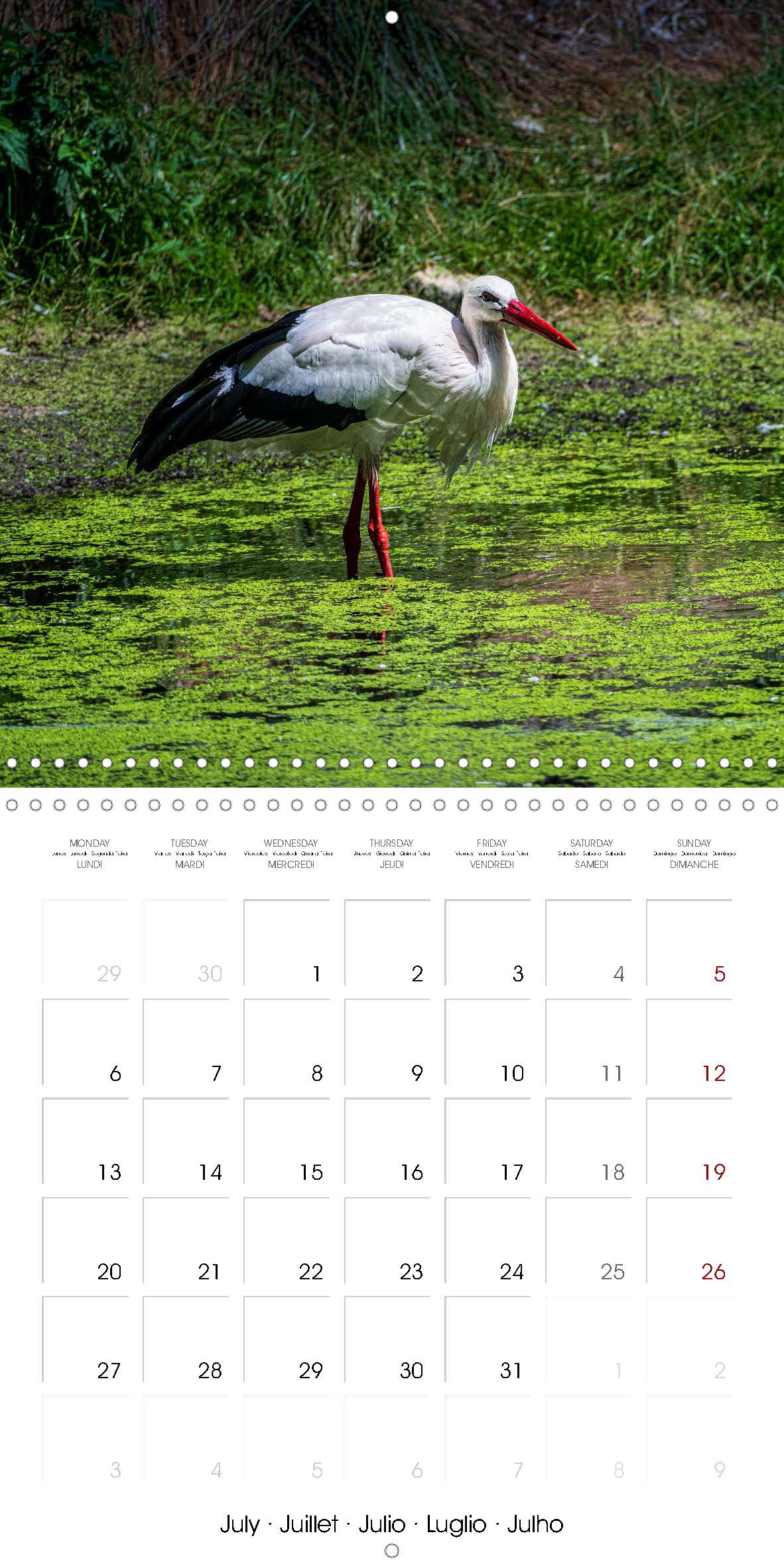 Stork