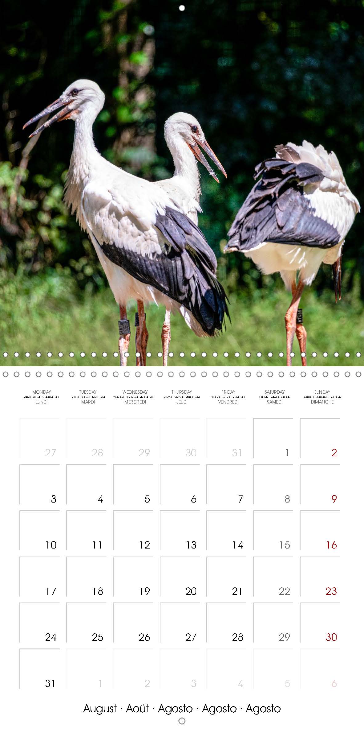 Stork