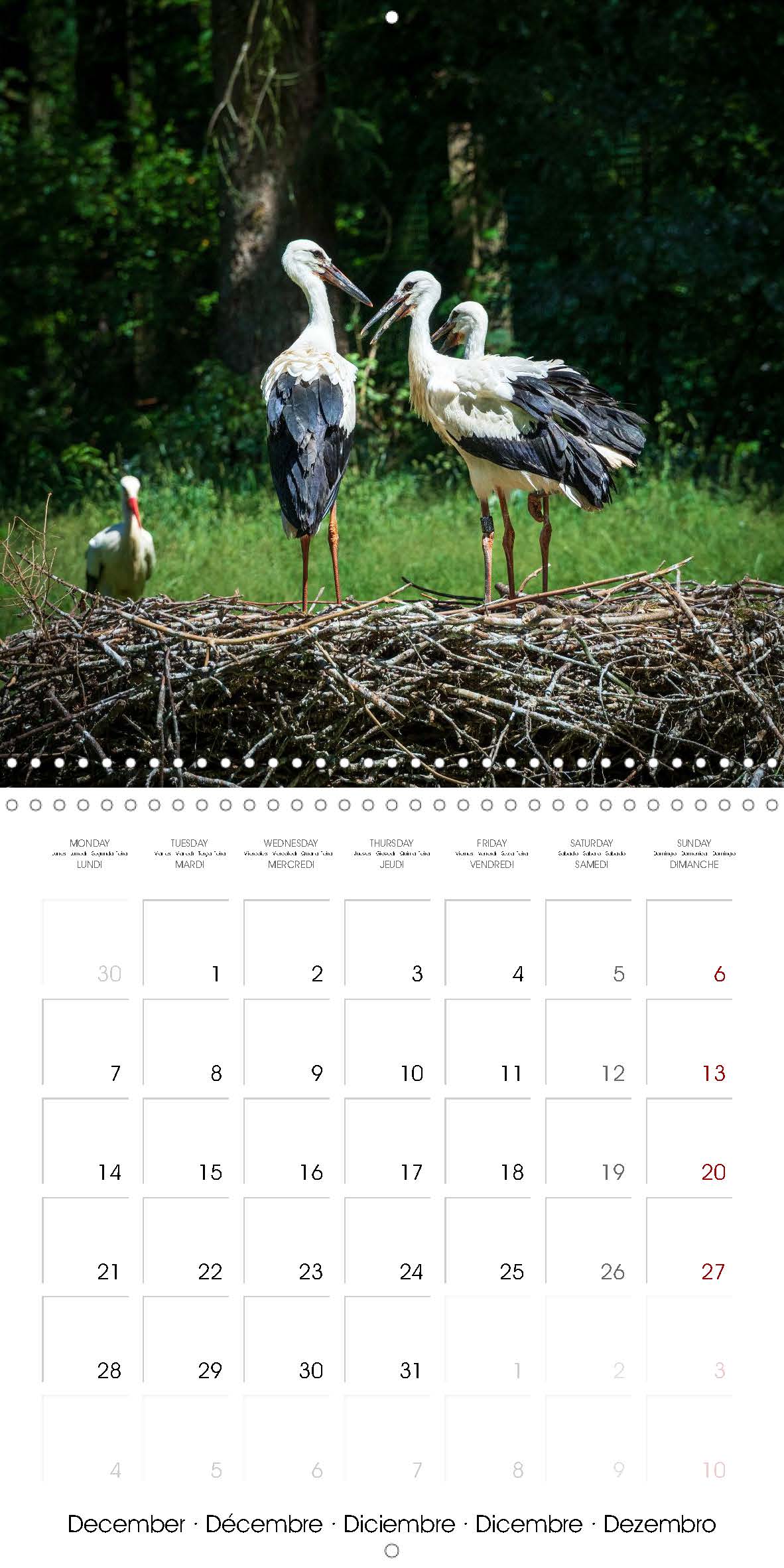 Stork