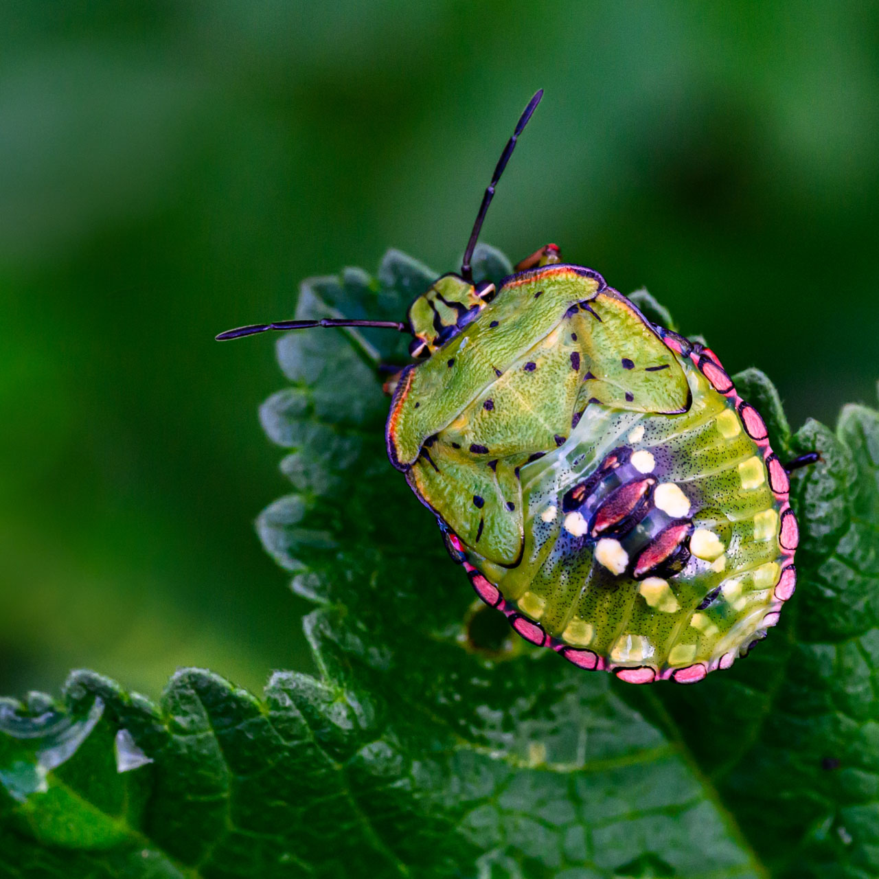 Macro