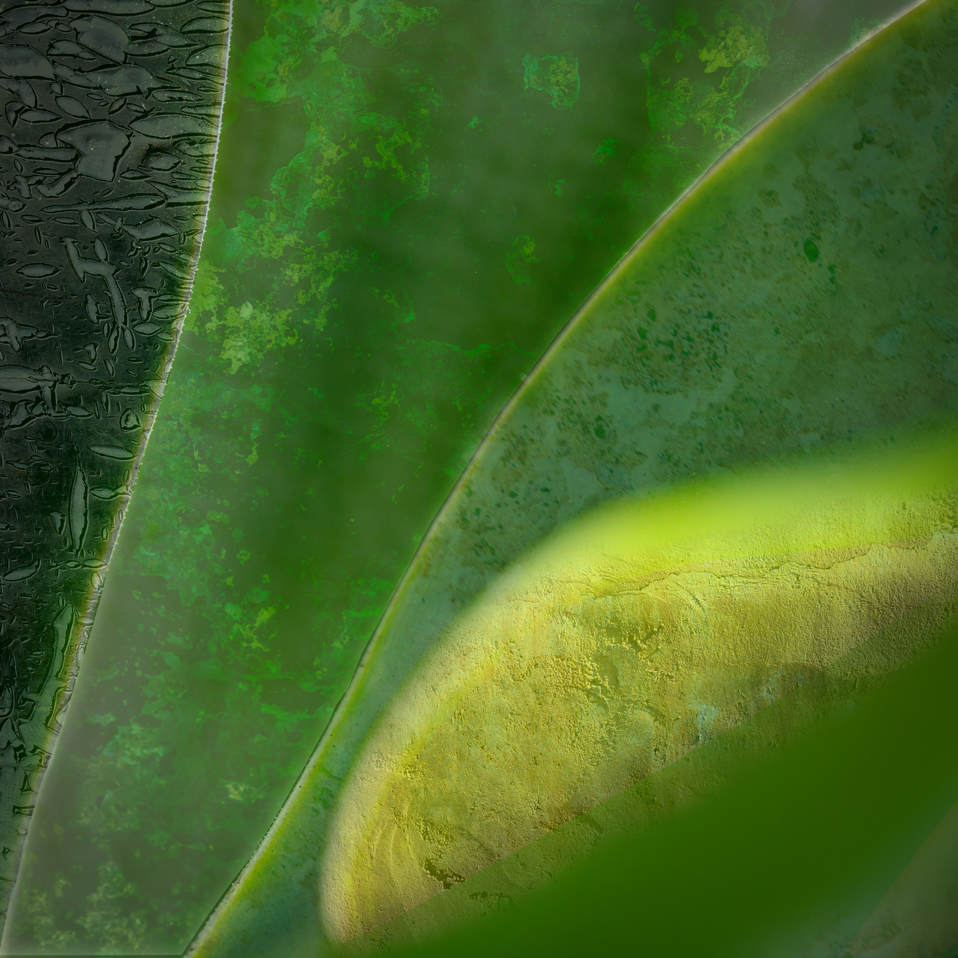 Agave