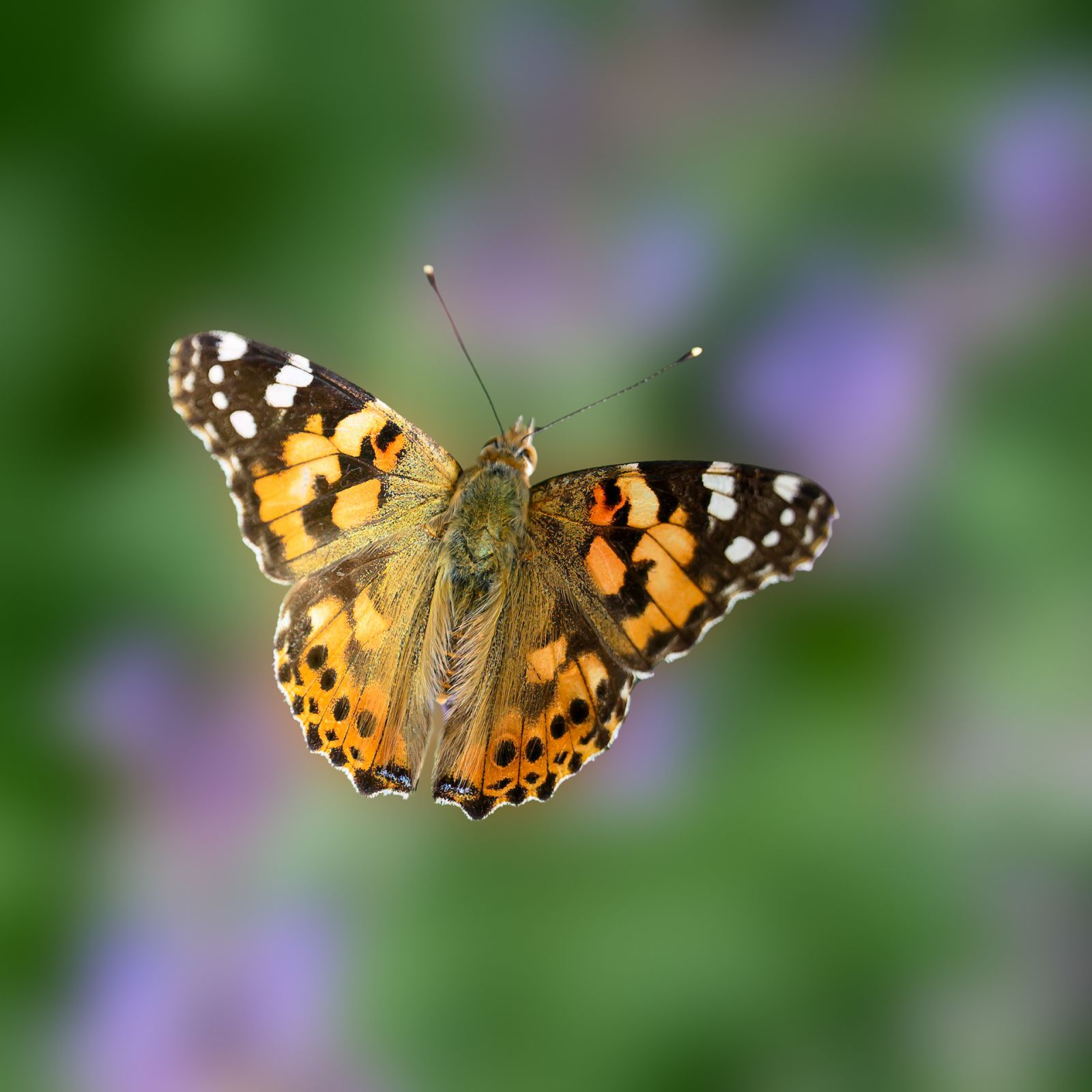 Macro