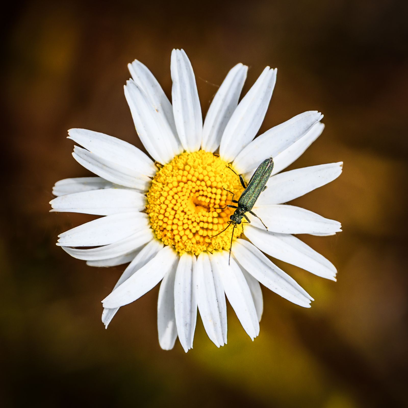 Macro