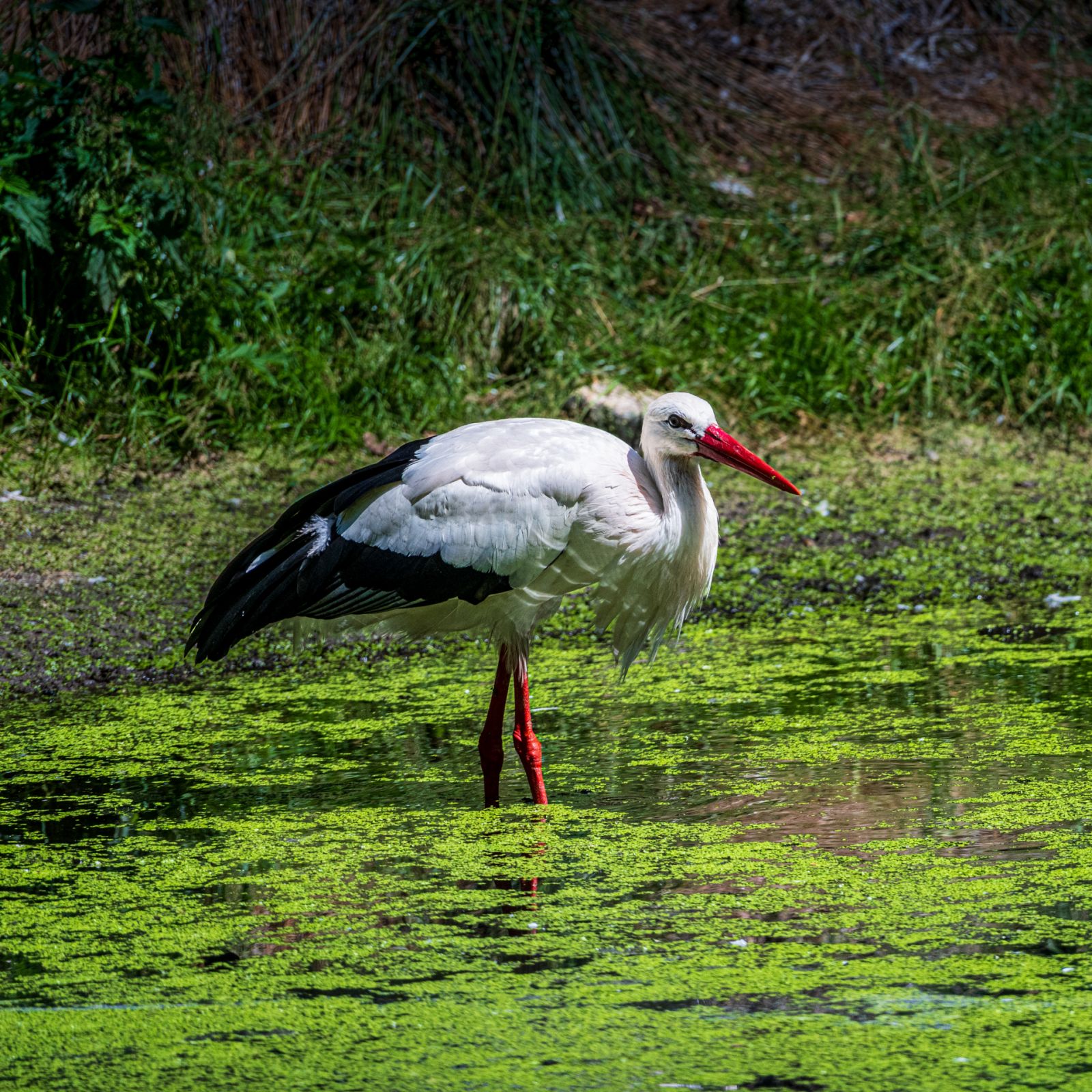 Storch