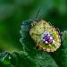 Macro
