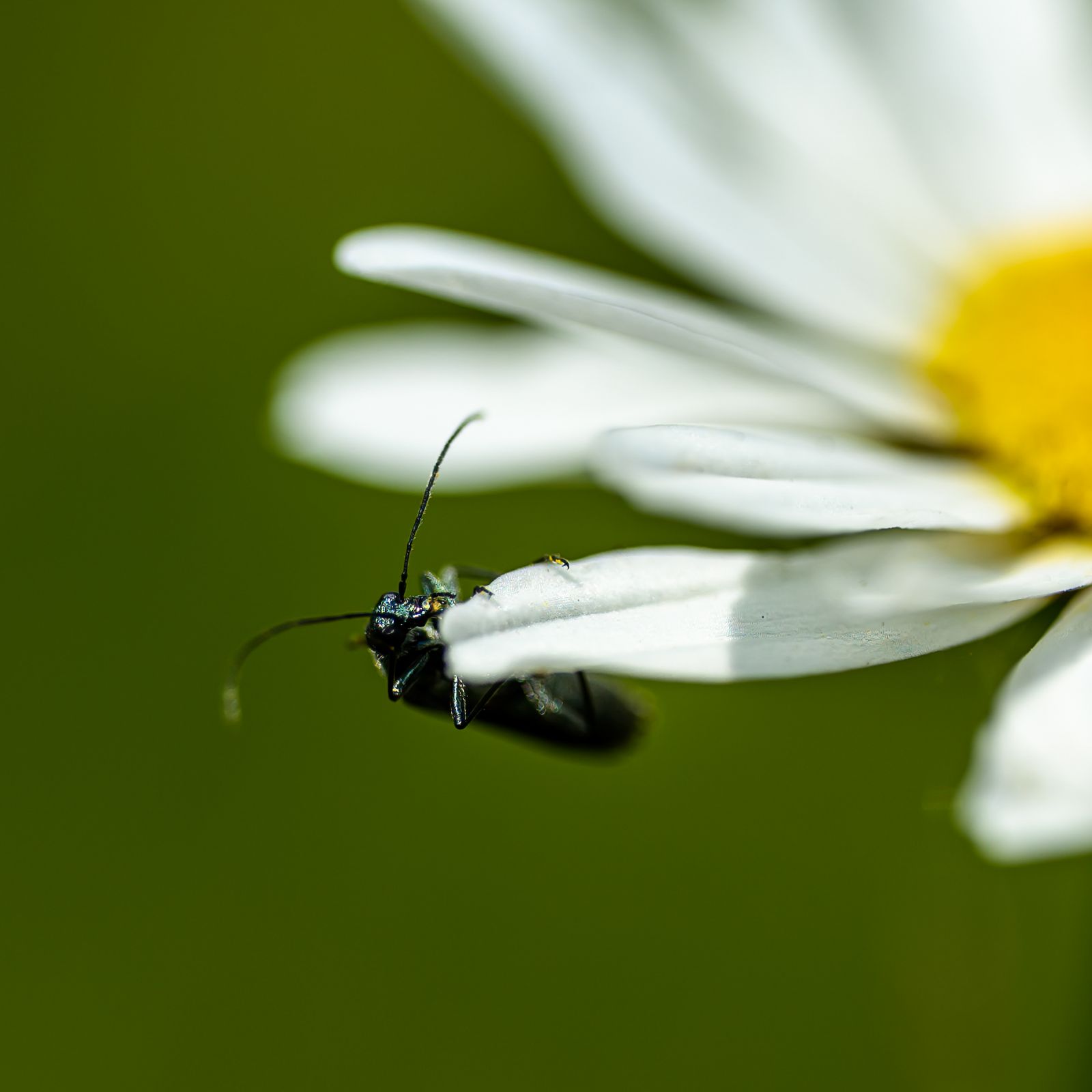 Macro