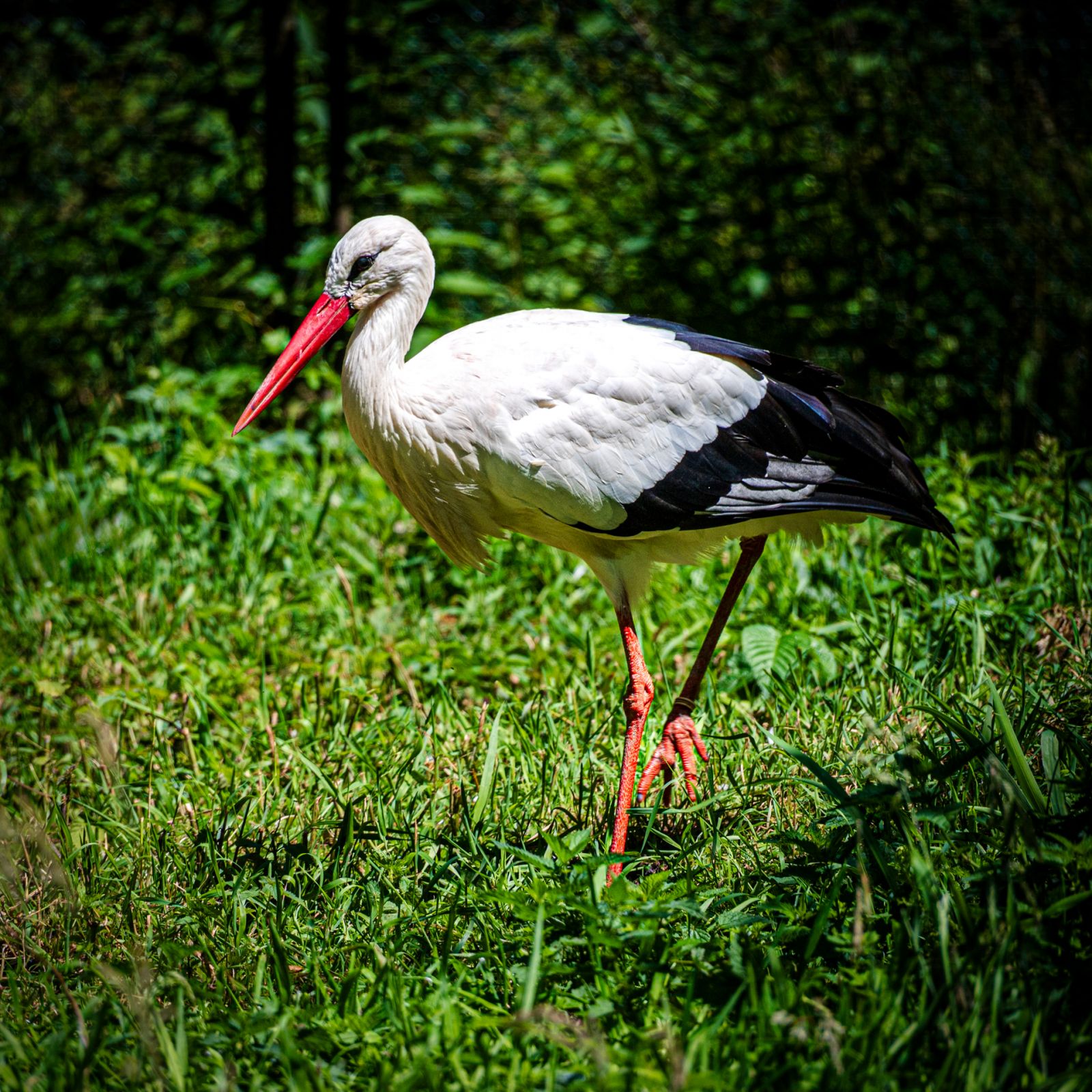 Storch