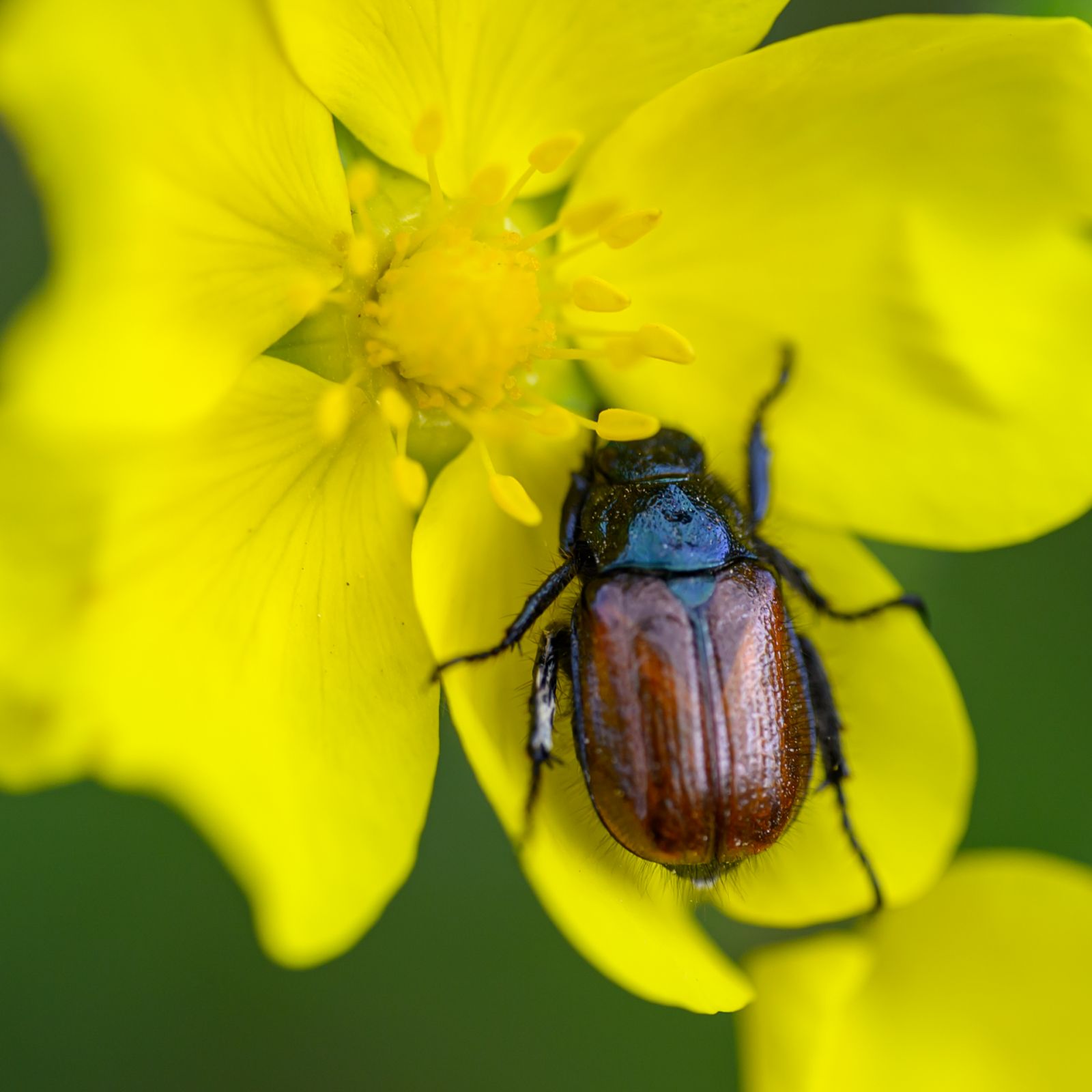 Macro