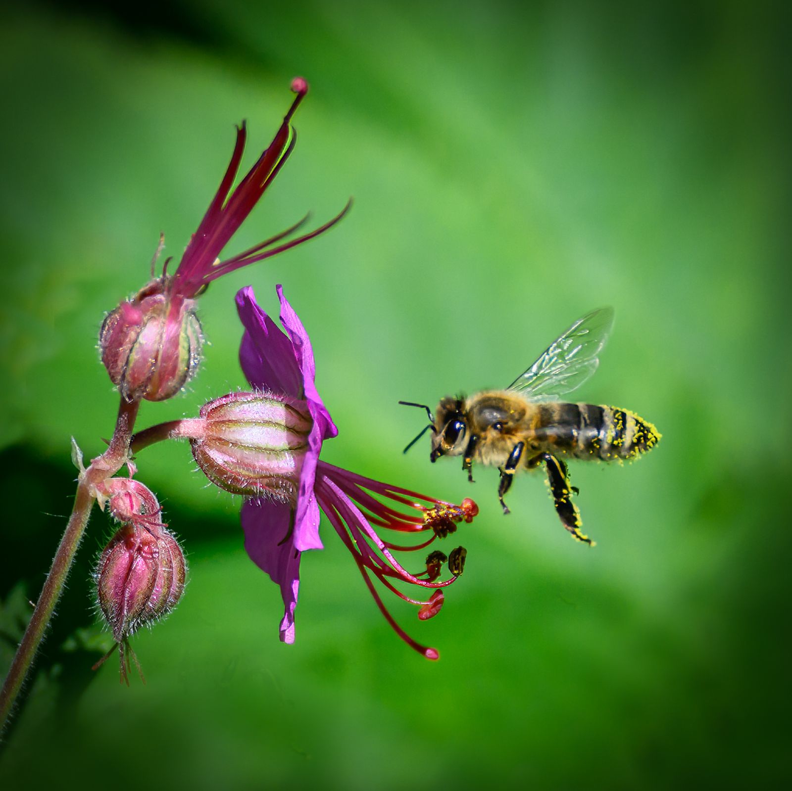 Macro