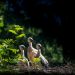 Storch