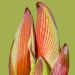 Macro