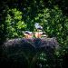 Storch