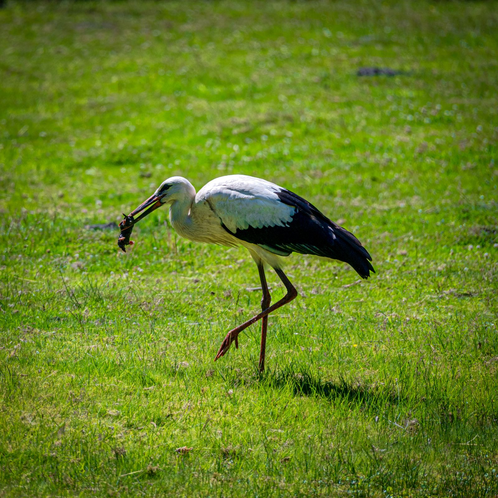 Storch