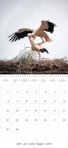 Stork