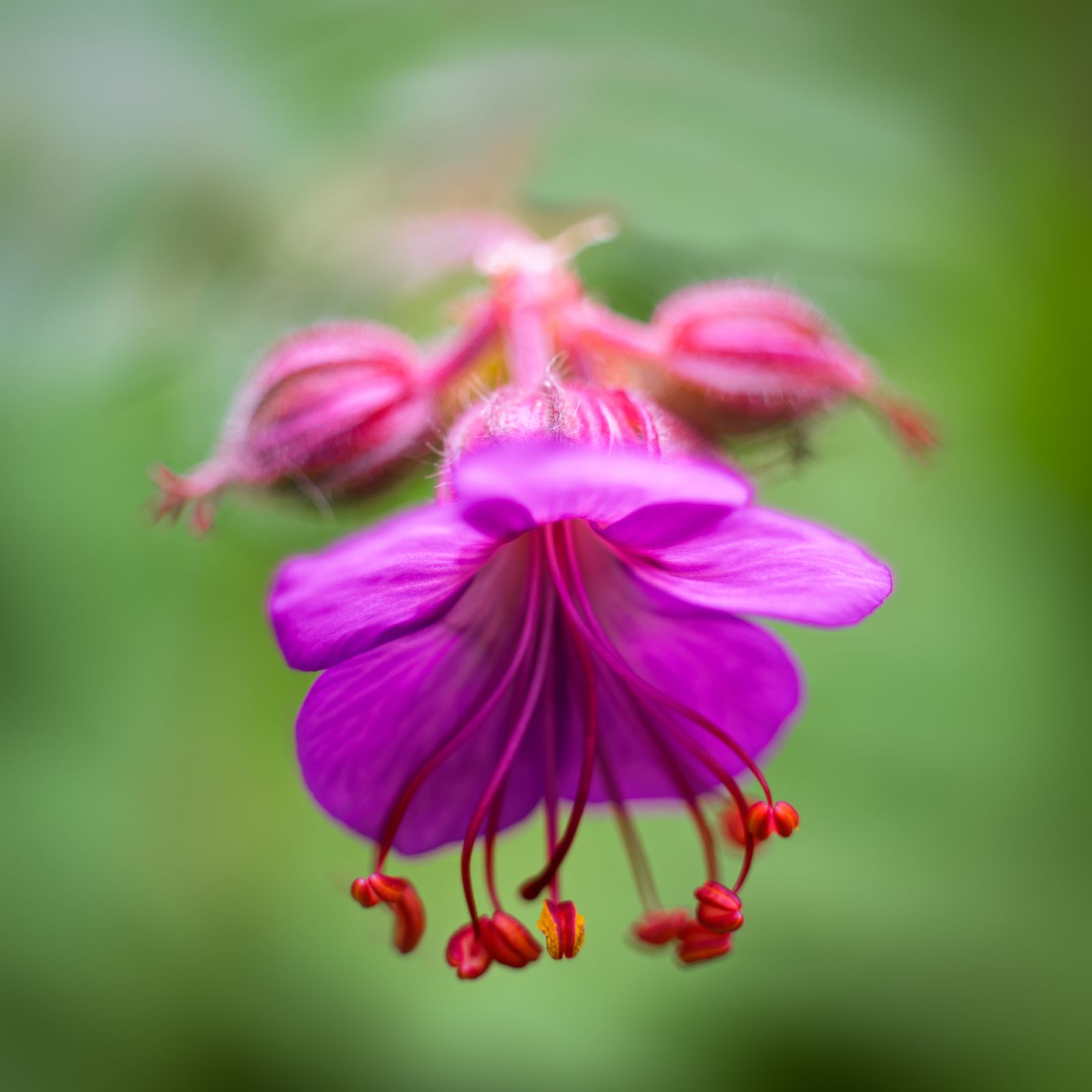 Macro
