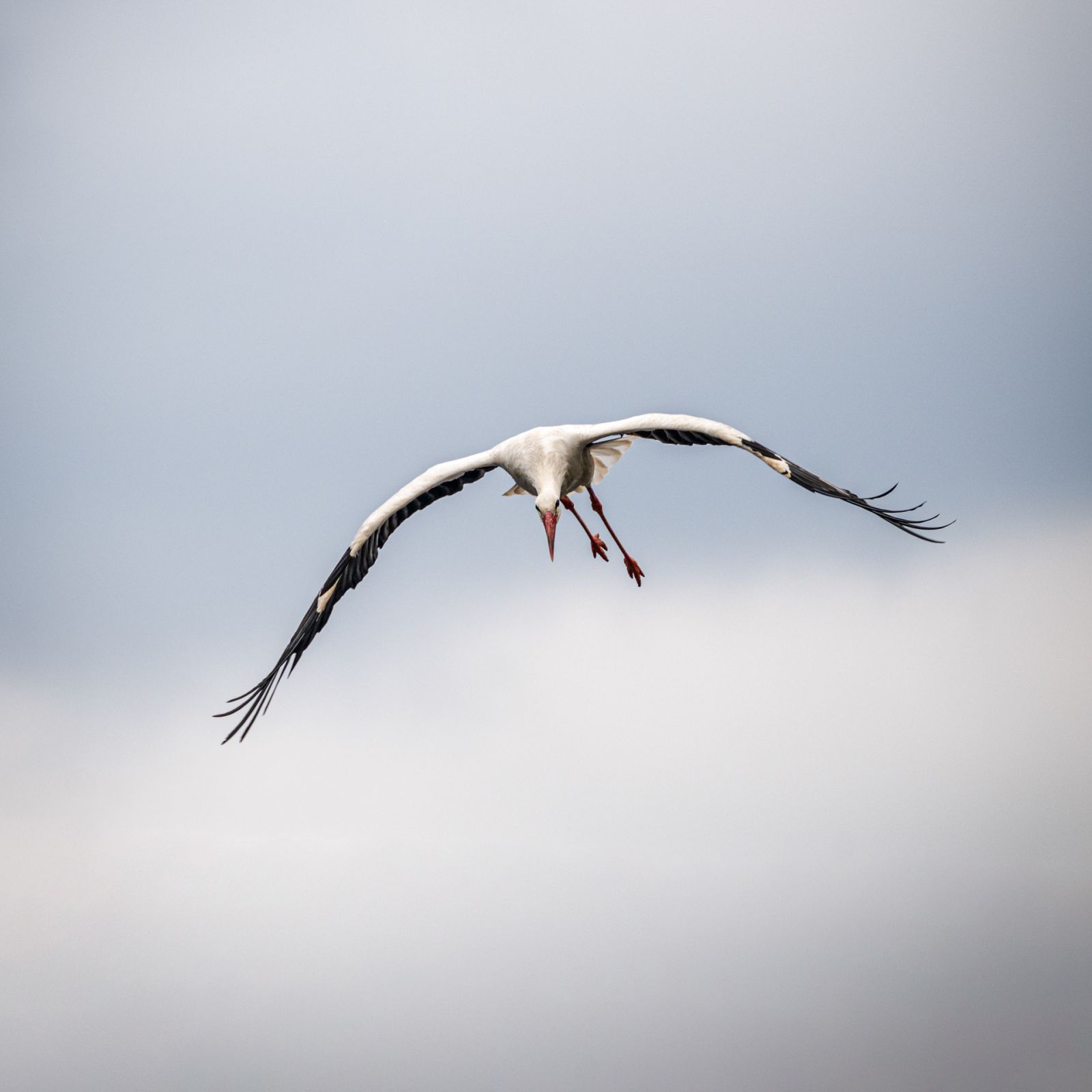 Storch