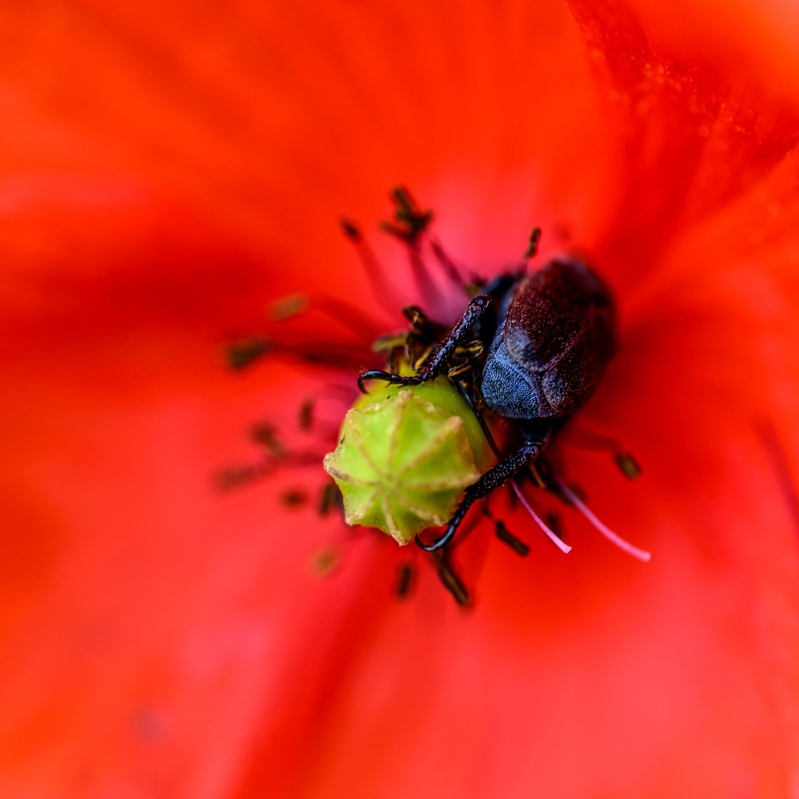 Macro