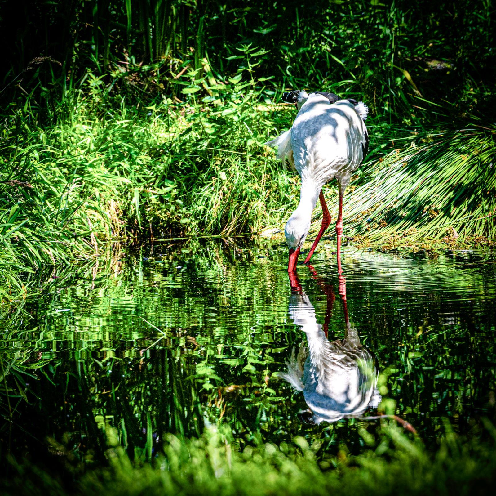 Storch