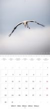 Stork